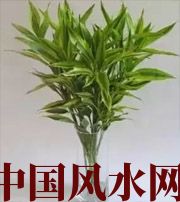 黔西南十二生肖养什么植物最旺财运？你知道吗！